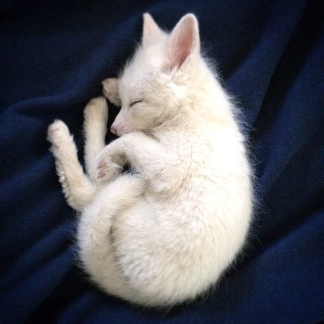 white-fox-cub-rylai-7