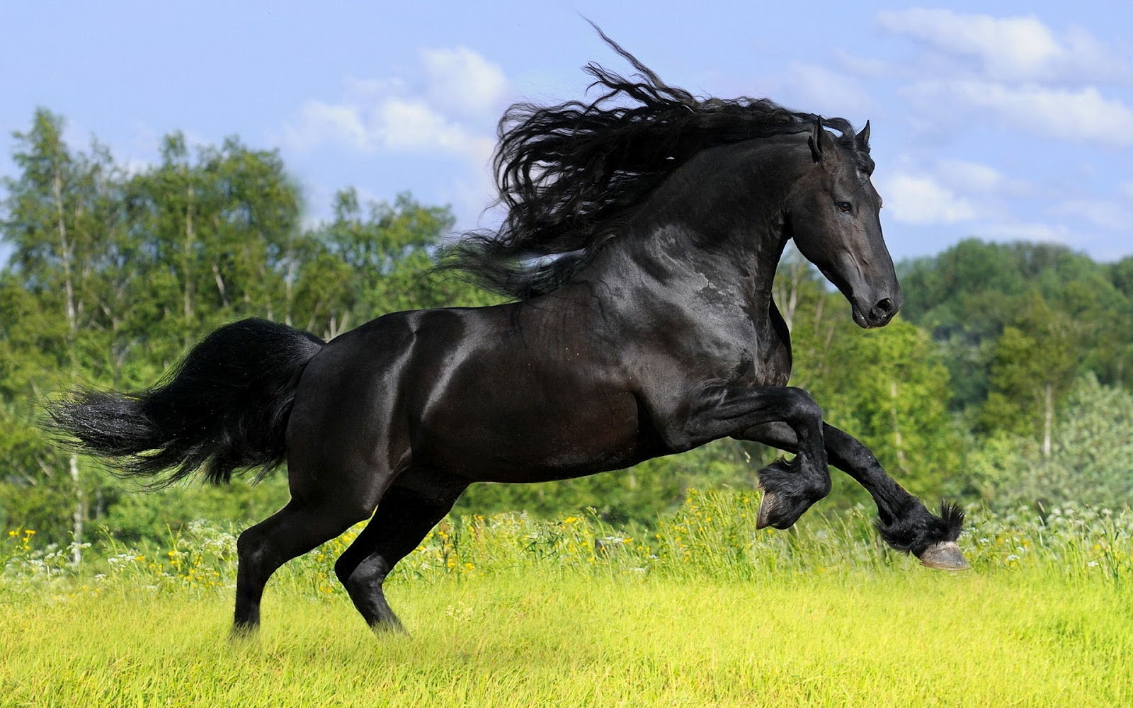 http://7-themes.com/data_images/out/35/6889908-black-horse-wallpaper.jpg