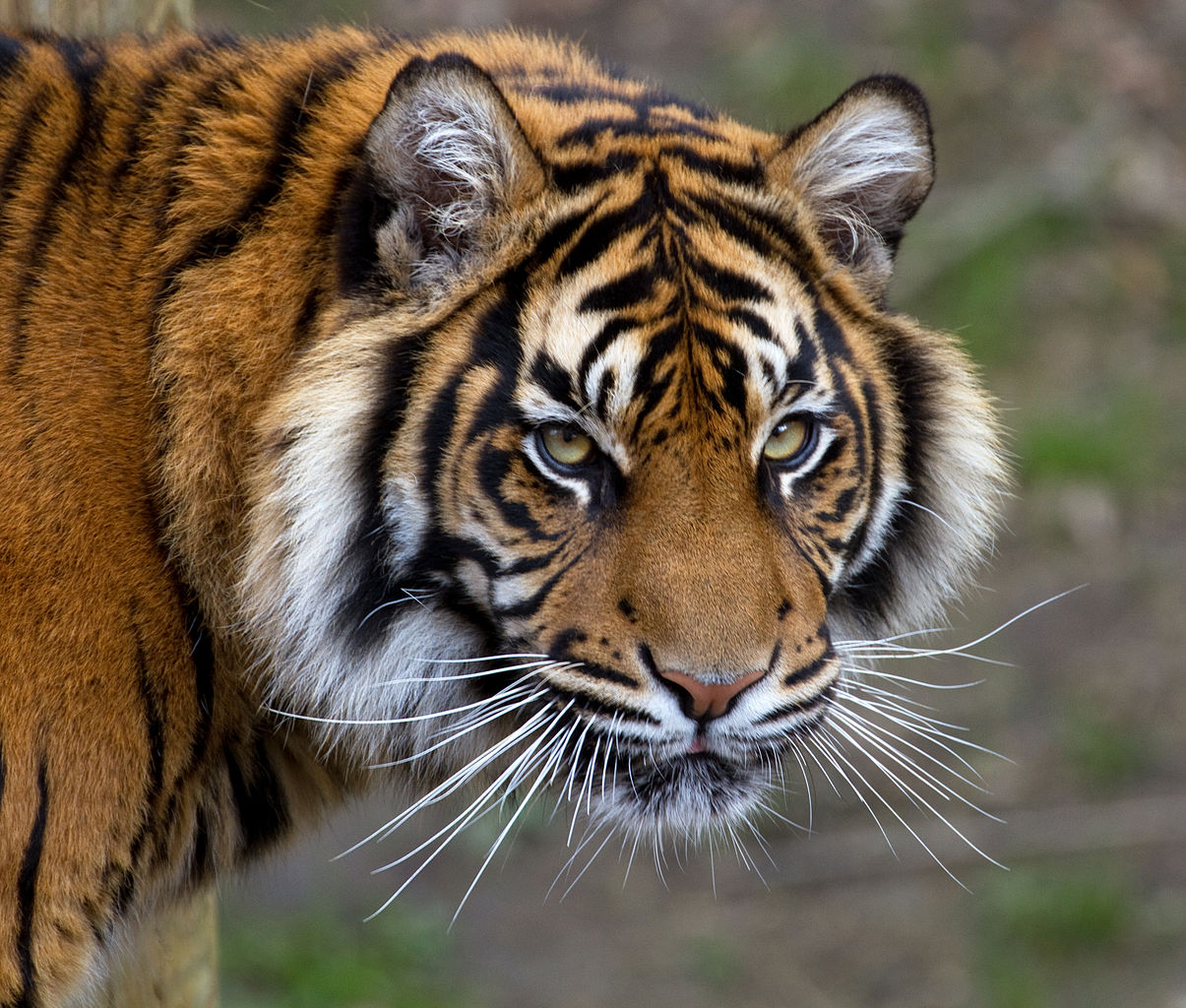 https://upload.wikimedia.org/wikipedia/commons/thumb/f/f8/Sumatran_Tiger_5_(6964685356).jpg/1205px-Sumatran_Tiger_5_(6964685356).jpg