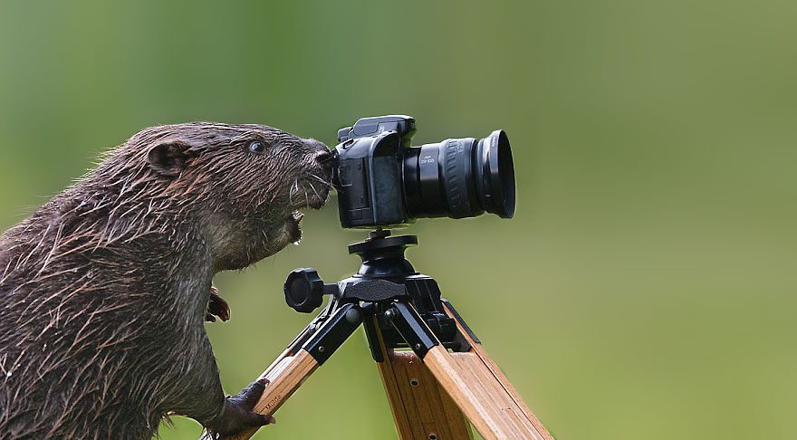 animals-with-camera-helping-photographers-17__880
