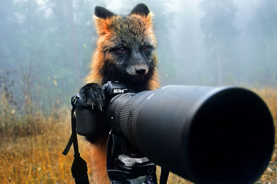animals-with-camera-helping-photographers-26__880