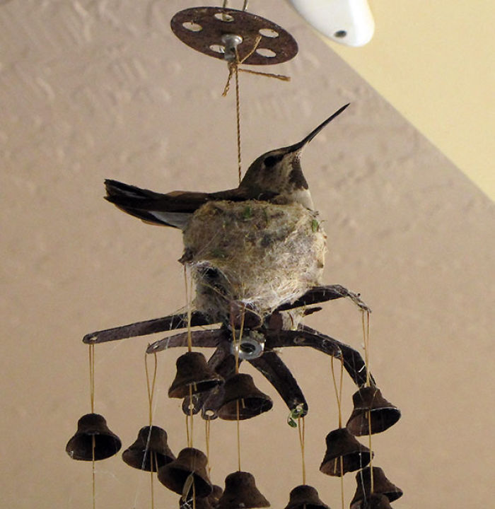 Hummingbird Nesting On A Patio Windchime