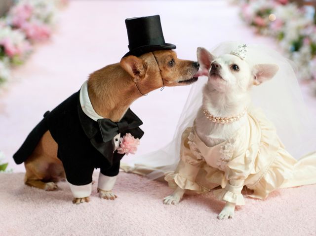 You may now sniff the bride.