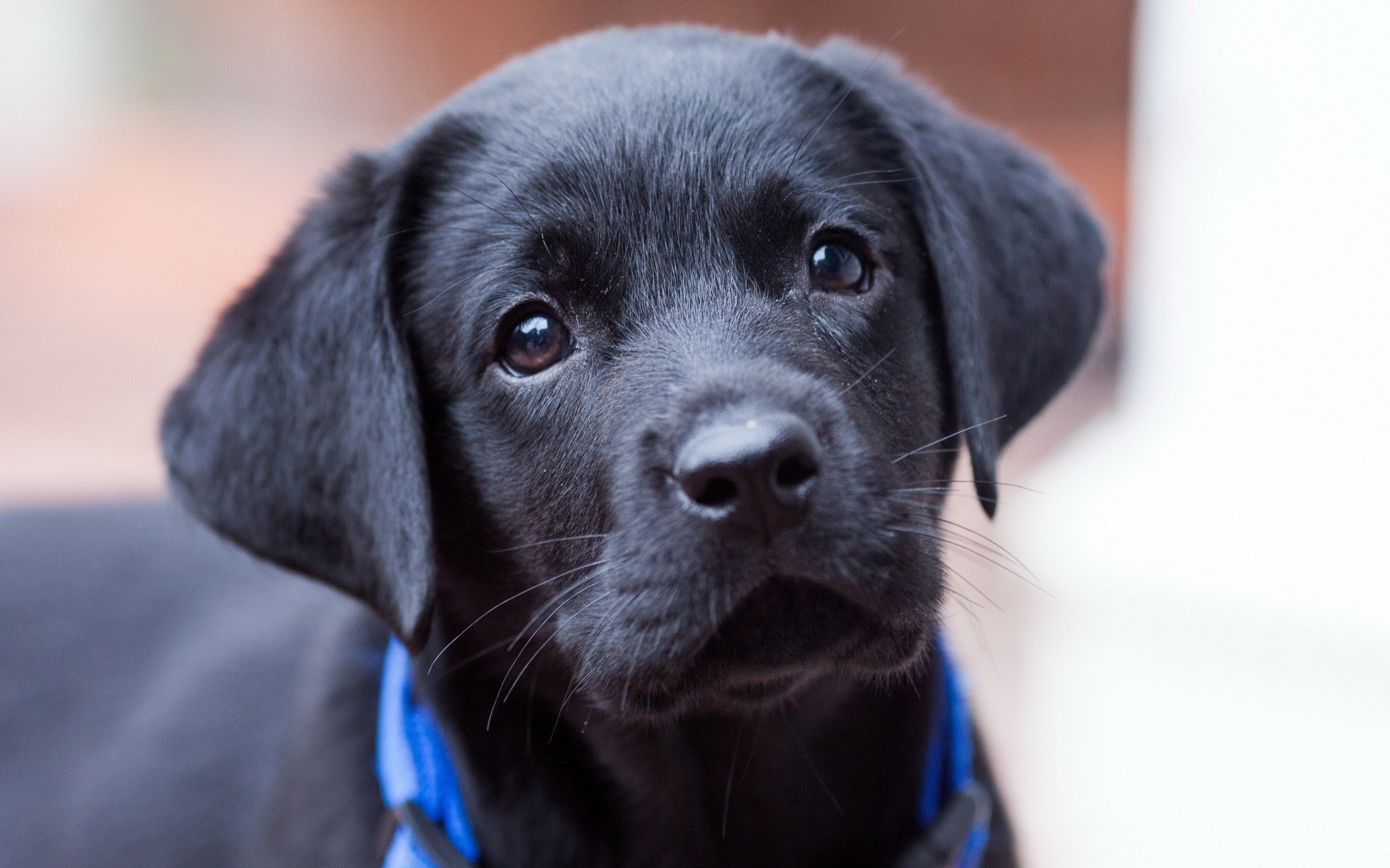 http://7-themes.com/data_images/out/59/6974349-cute-black-puppy.jpg