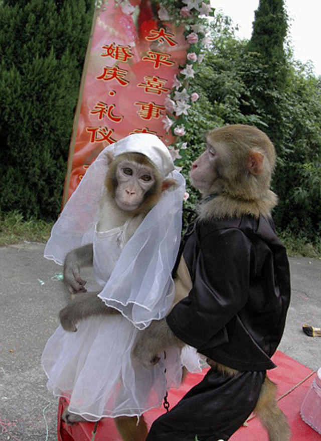 She said, &quot;Stop monkeying around and make an honest woman out of me!&quot; How could I say no?