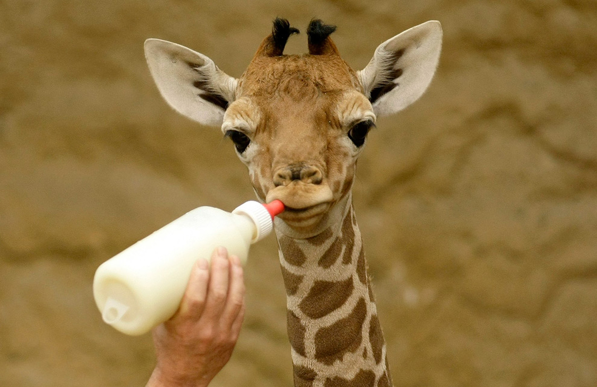 http://silkyglobe.com/img/2015/04/Baby-giraffe-.jpg