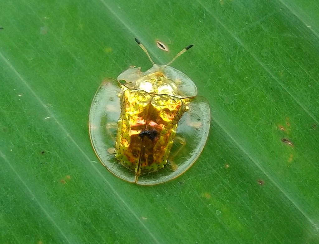 http://www.funcage.com/blog/wp-content/uploads/2012/08/Bizzare-Insect-The-Golden-Tortoise-Beetle-008.jpg