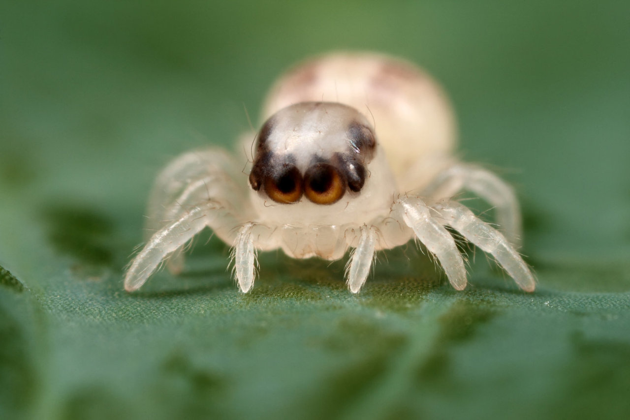 http://buzzingontheweb.com/wp-content/uploads/2014/11/Transparent-Jumping-Spider-1.jpg