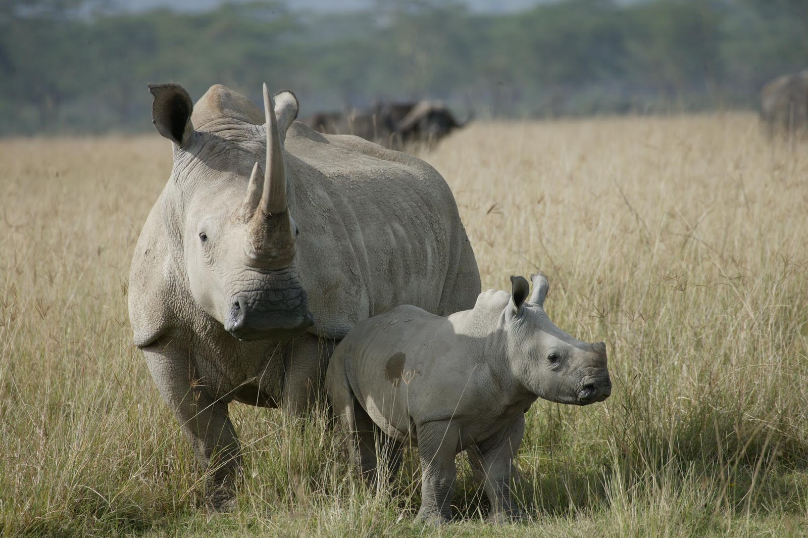 http://1.bp.blogspot.com/-pDtiYh6-crY/TvTdFvBvKqI/AAAAAAAACcM/4o-rbzhYBAI/s1600/White+Rhino+beautiful+dangerous+african+animal+safaris+animal+attacks+news+picture.jpg