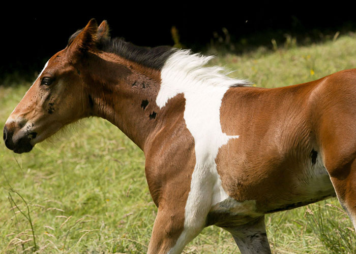 da-vinci-horse-pattern-north-yorkshire-8