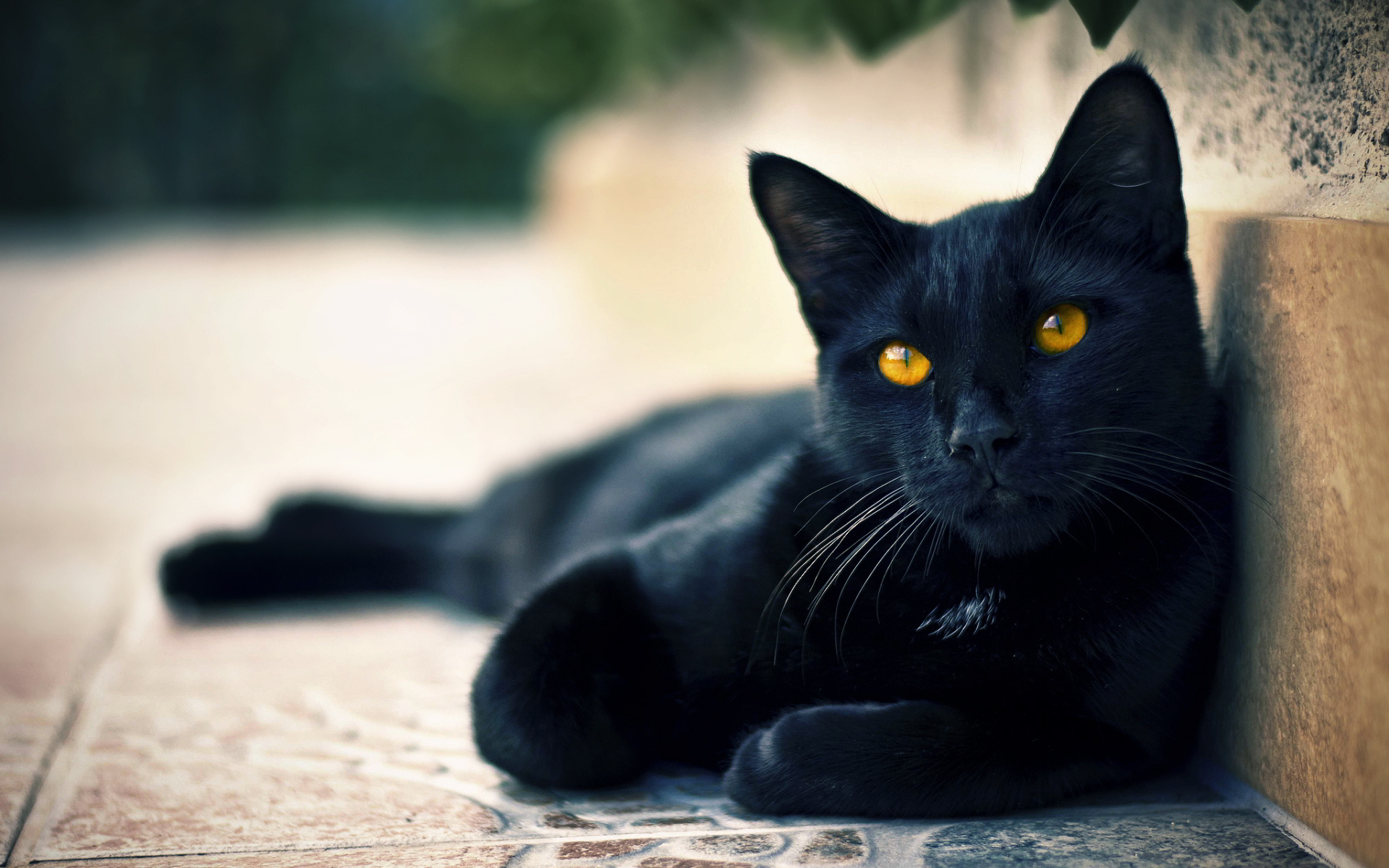http://www.awesomelycute.com/gallery/2014/11/black-cats-awesomelycute.com-14.jpg