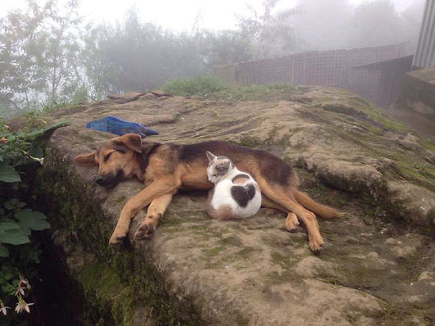 Cats And Dogs Can Make The Very Best Of Friends And These Adorable ...