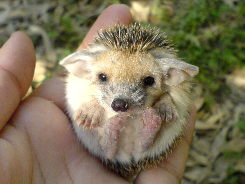 http://allwallpapersnew.com/wp-content/gallery/baby-porcupine-pictures/cute_hedgehog.jpg
