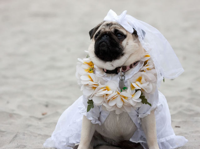 It was such a blessing to have my paw-ther walk me down the aisle.