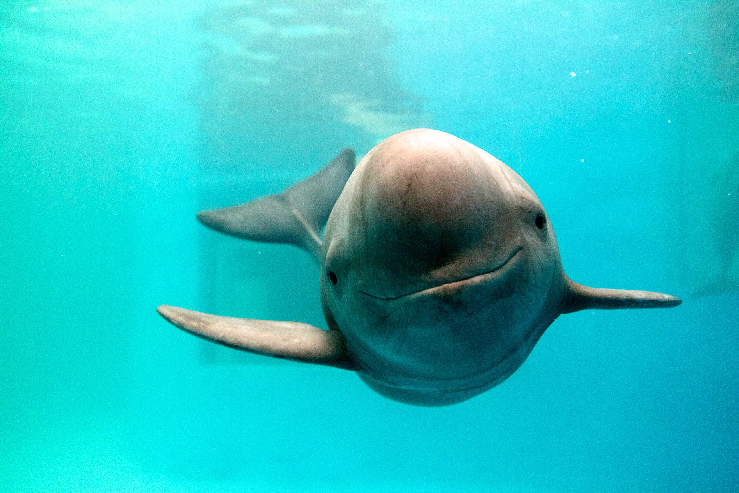http://newshour-tc.pbs.org/newshour/wp-content/uploads/2015/03/dolphin.jpg