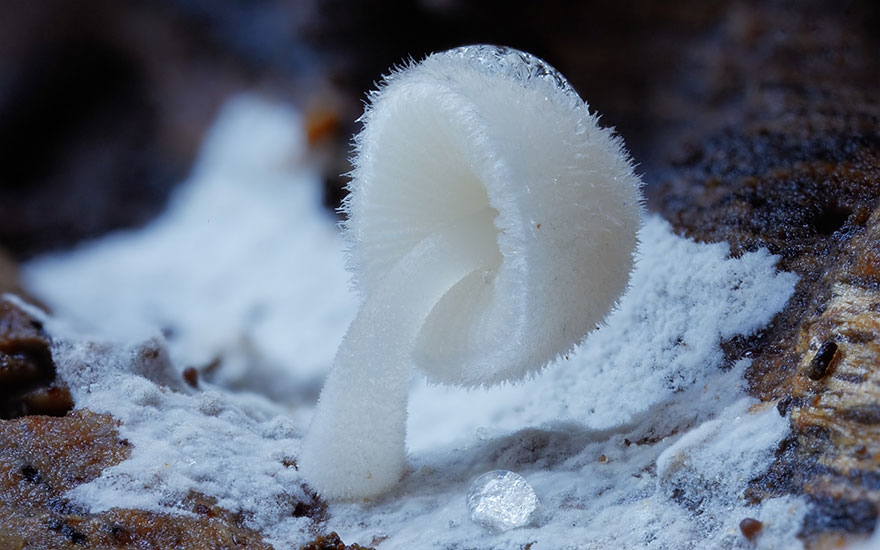 mushroom-photography-steve-axford-171