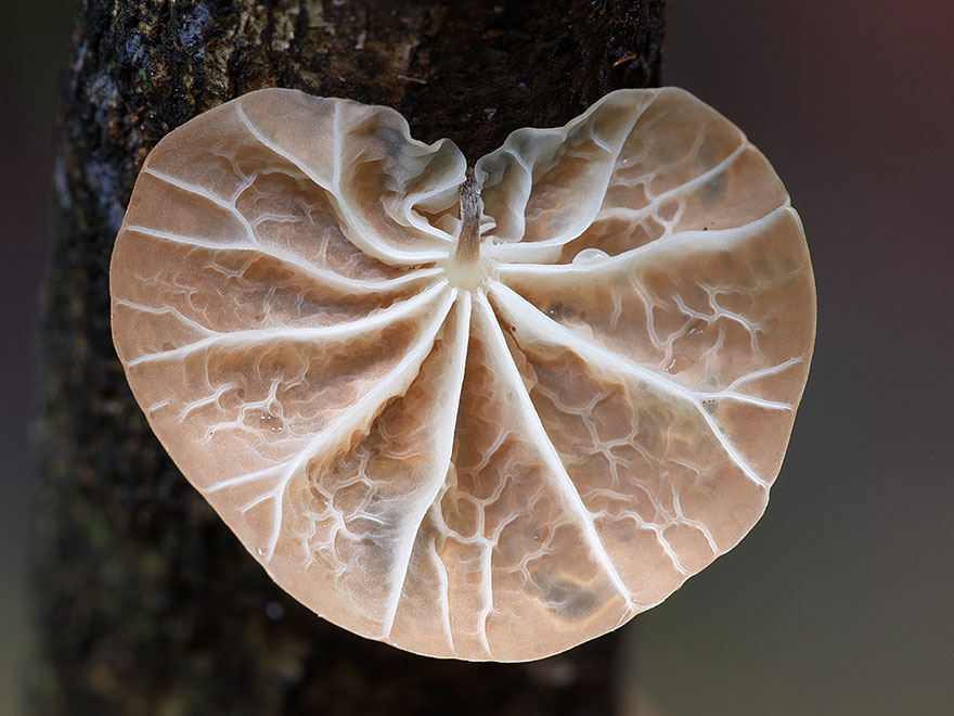 mushroom-photography-steve-axford-131