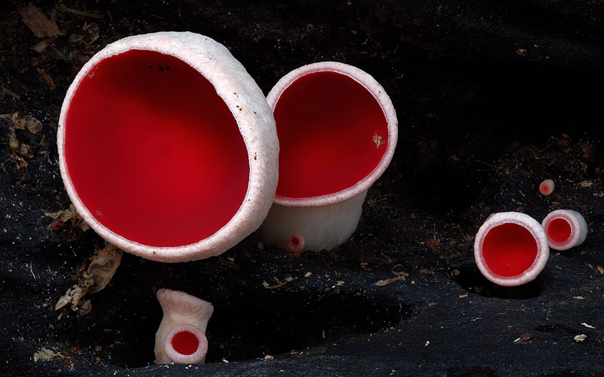 mushroom-photography-steve-axford-211