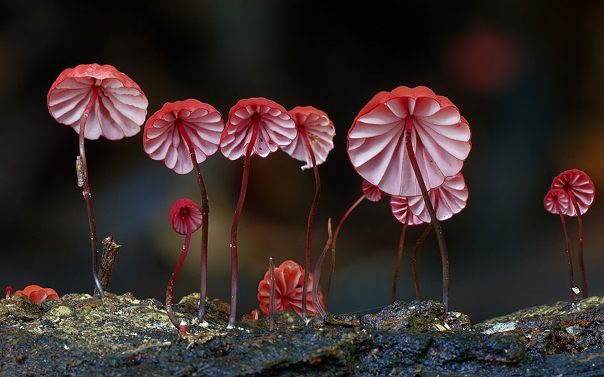 mushroom-photography-steve-axford-151