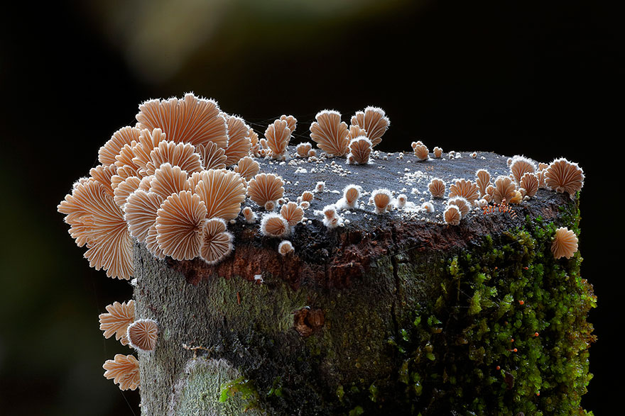 mushroom-photography-steve-axford-111