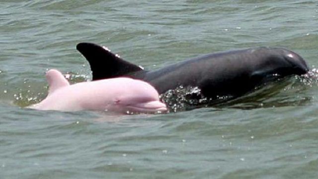 pink dolphin2