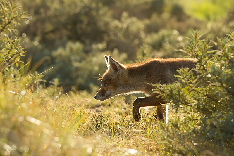 foxes-roeselien-raimond-10