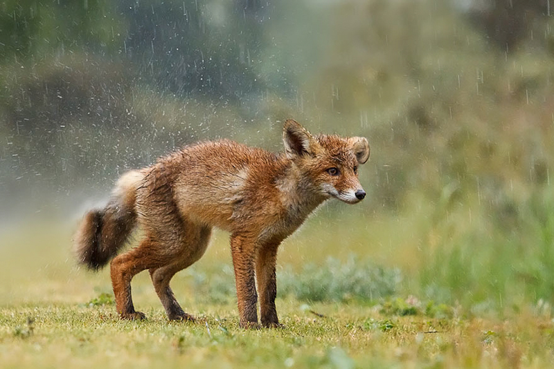 foxes-roeselien-raimond-12