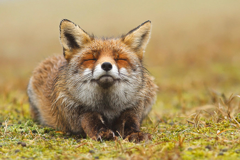 foxes-roeselien-raimond-13