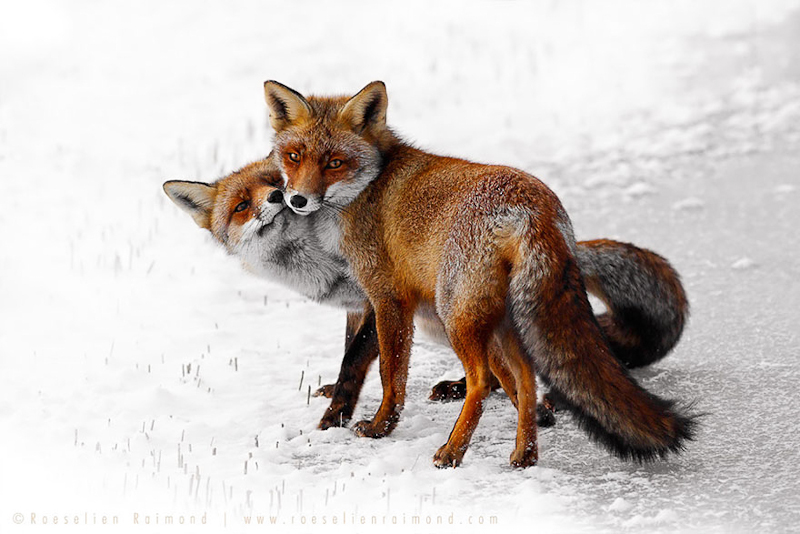 foxes-roeselien-raimond-14