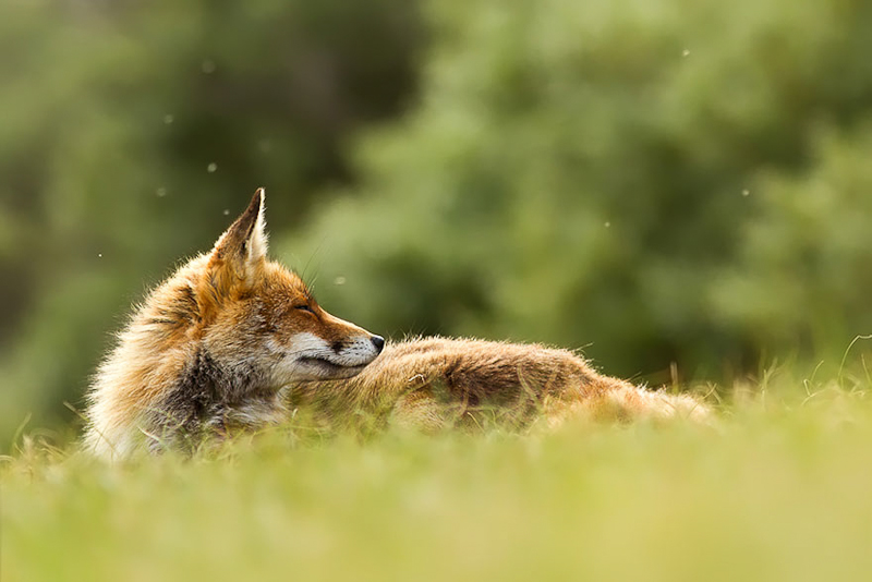 foxes-roeselien-raimond-17