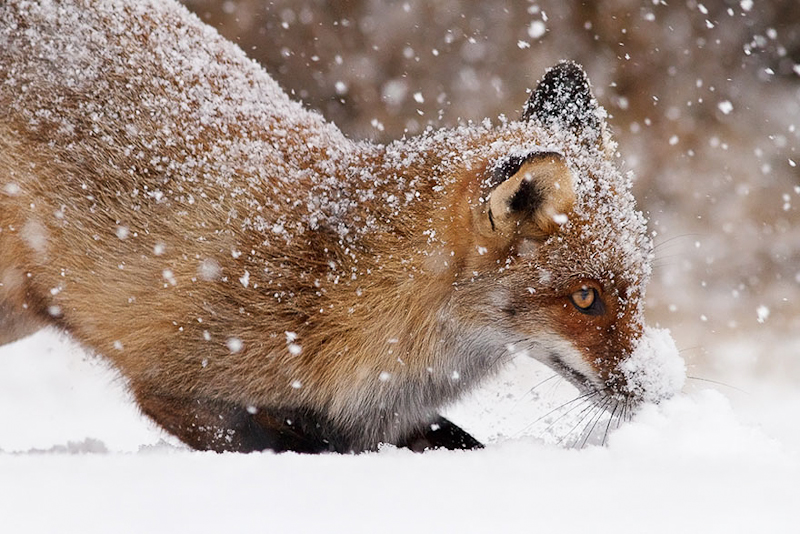 foxes-roeselien-raimond-20