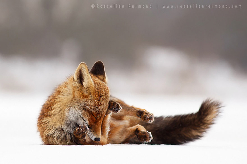 foxes-roeselien-raimond-21