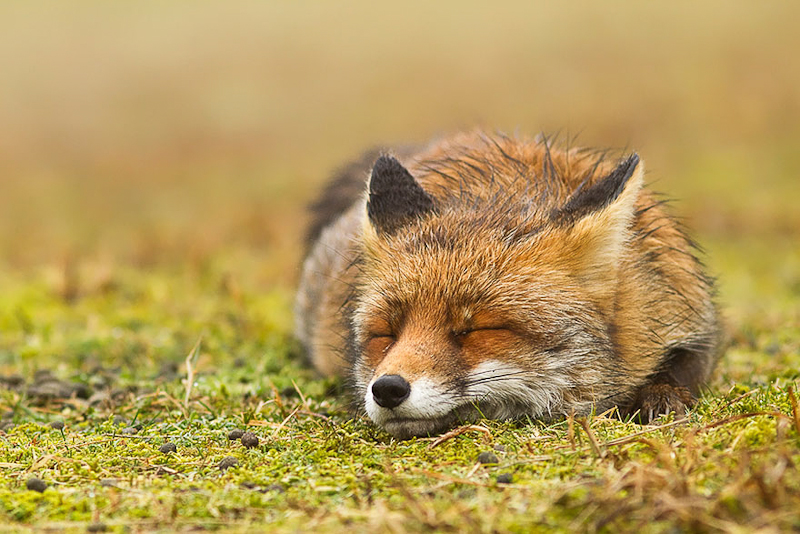 foxes-roeselien-raimond-2