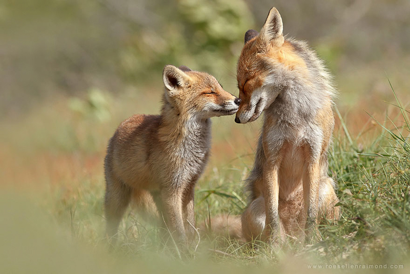 foxes-roeselien-raimond-3