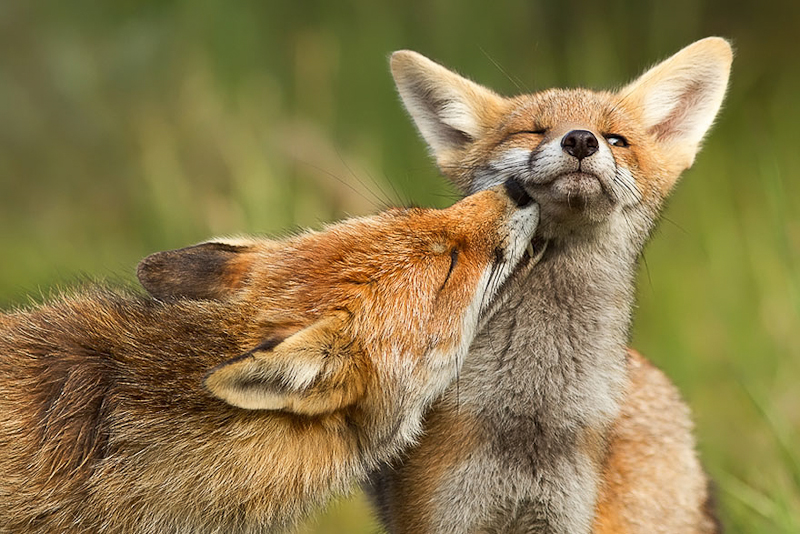 foxes-roeselien-raimond-5
