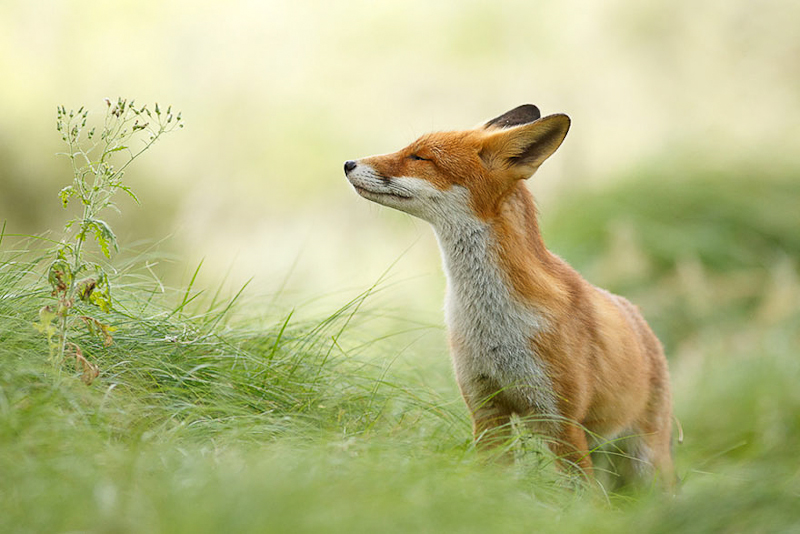 foxes-roeselien-raimond-6