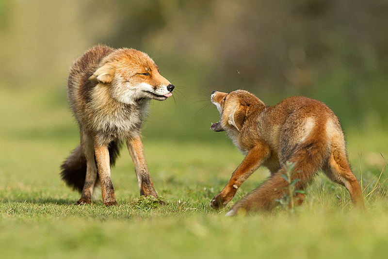 foxes-roeselien-raimond-9