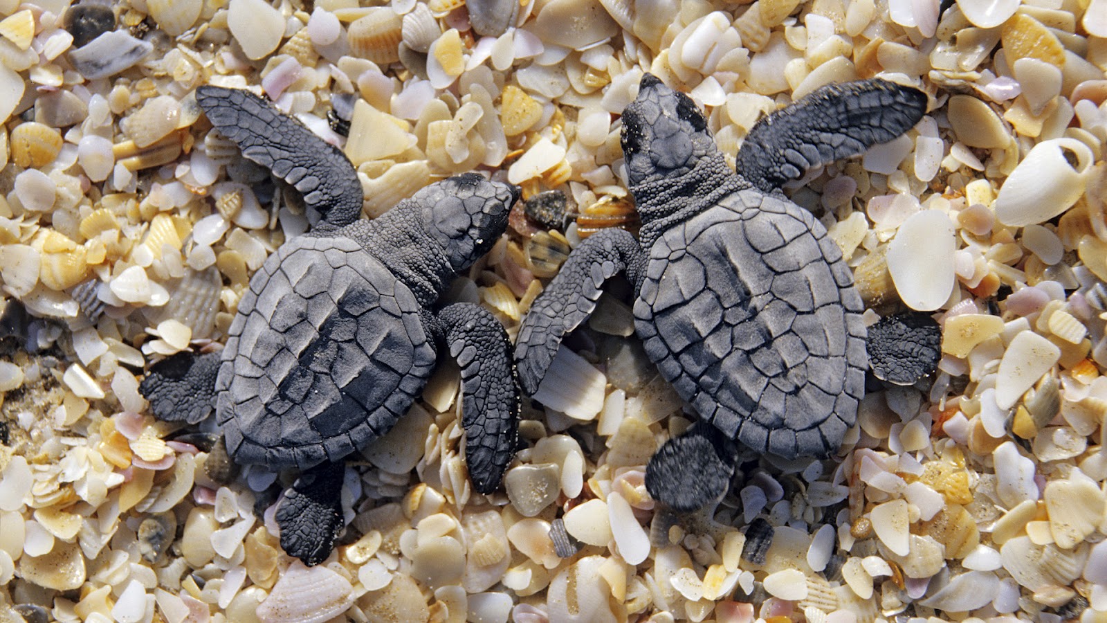 http://3.bp.blogspot.com/-beGr23QygNM/UCJ-A8P5pdI/AAAAAAAAAJw/2axhewUVuoc/s1600/hd-turtles-backgrounds-two-little-young-black-turtles-on-the-beach-hd-turtles-backgrounds.jpg