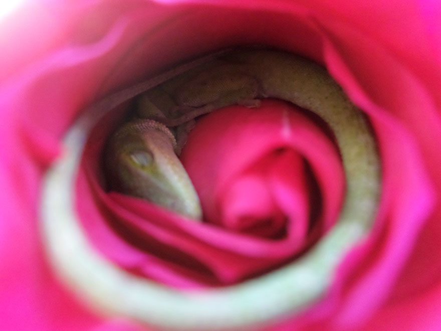 sleeping-lizard-rose-flower-2
