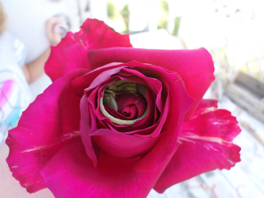 sleeping-lizard-rose-flower-1