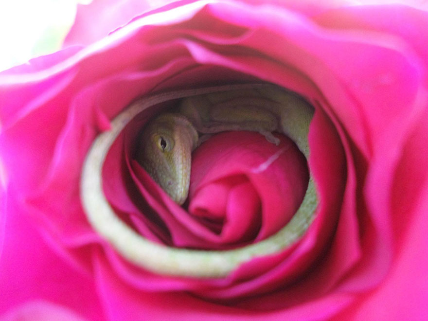 sleeping-lizard-rose-flower-38