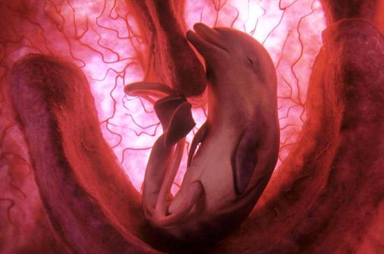 13-animals-in-the-womb