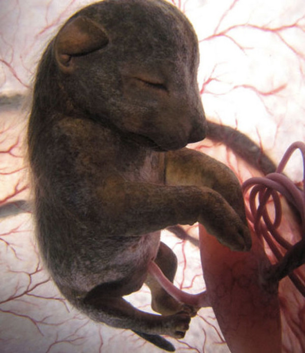 5-animals-in-the-womb