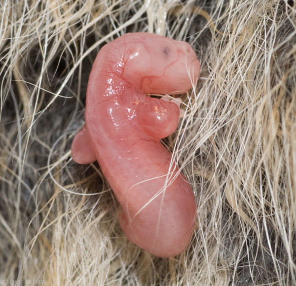 3-animals-in-the-womb
