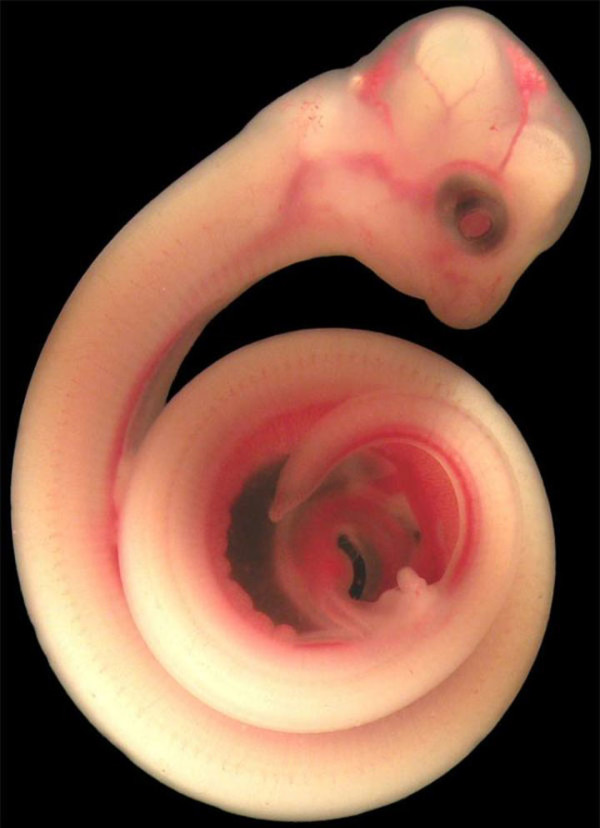 2-animals-in-the-womb