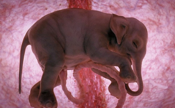 1-animals-in-the-womb
