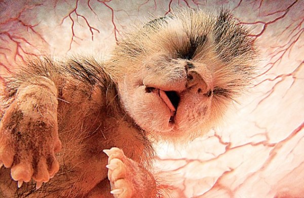 11-animals-in-the-womb