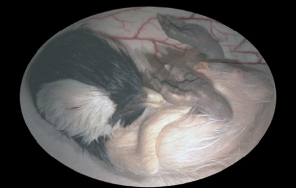 8-animals-in-the-womb
