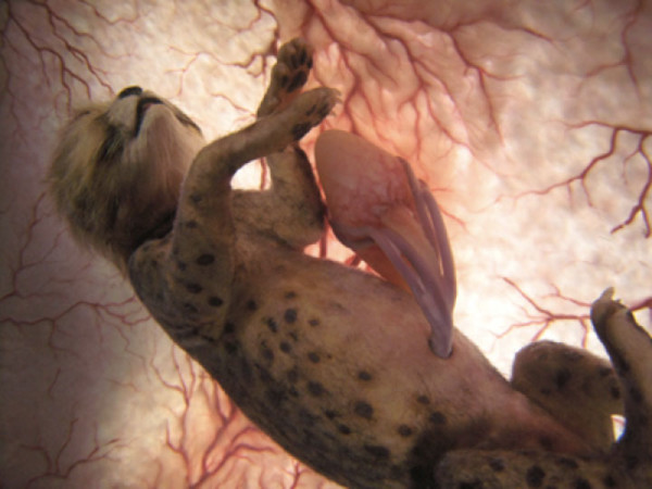 4-animals-in-the-womb