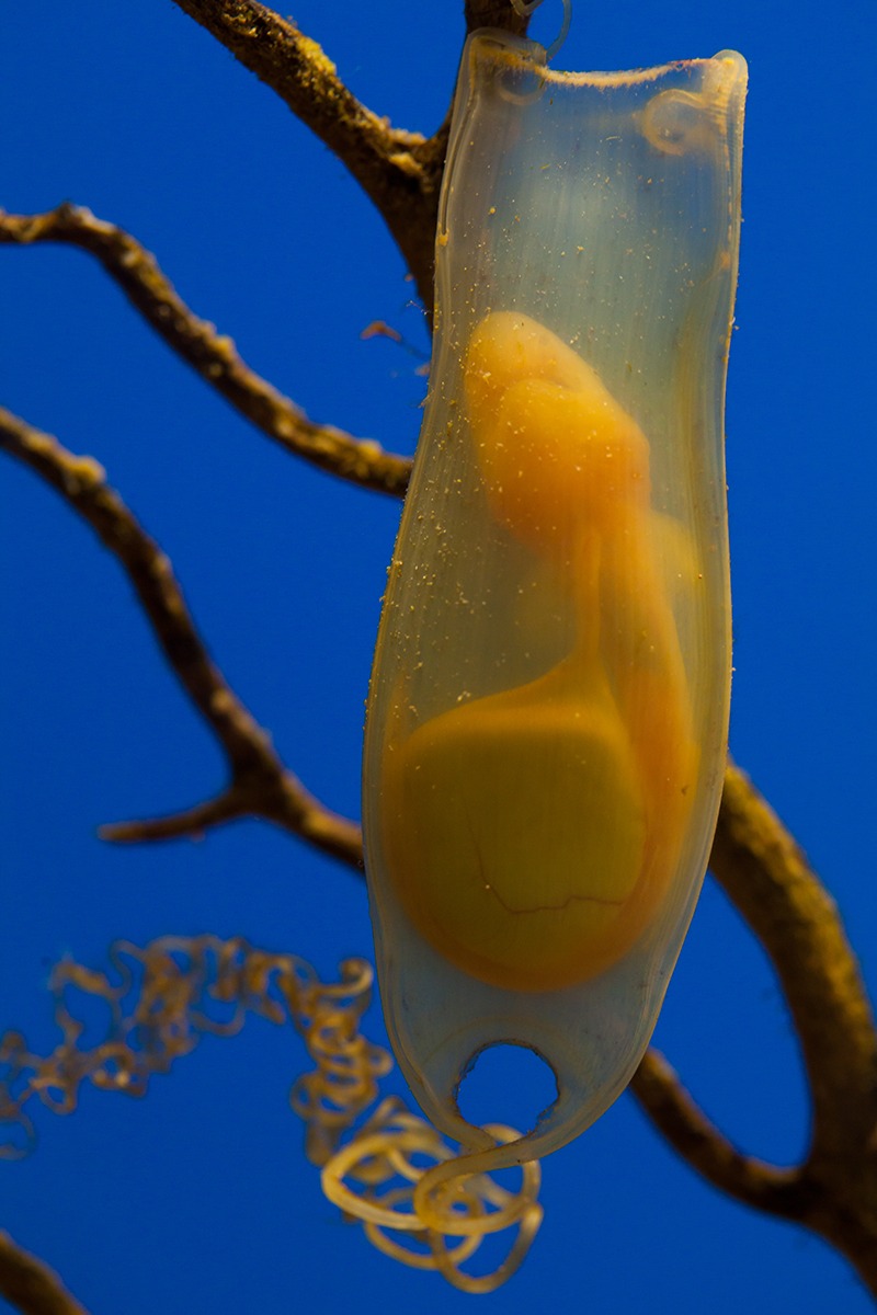 shark-egg-embryo